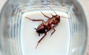 Ada Susu Kecoa Disebut Lebih Bergizi dari Susu Sapi, Berani Coba?