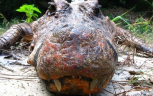 Masih Misterius, Asal Warna Buaya Oranye di Afrika Menarik Perhatian Para Ilmuwan