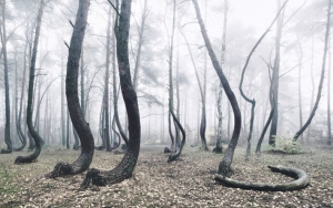 Tak Diketahui Sebabnya, Semua Pohon di Hutan Polandia Ini Tumbuh Bengkok 