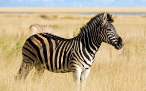 Apa Sebenarnya Fungsi Garis Hitam Putih pada Zebra?