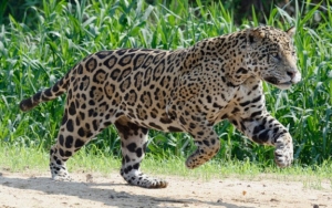 Seekor Jaguar Kabur dari Kandang di Kebun Binatang dan Tewaskan 6 Hewan Lain