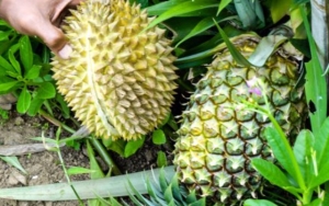 Konsumsi Nanas dan Durian Sebabkan Keguguran Pada Ibu Hamil, Benarkah?