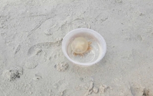 Kemunculan Buaya Sempat Buat Heboh, Ini Penyebab Ubur-Ubur Juga Muncul di Pantai Ancol