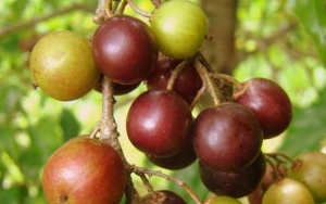 Lezat Rasanya, 8 Buah Ini Tergolong Langka di Indonesia