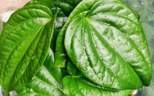 Mengobati Depresi Hingga Radang Prostat, Ini 8 Manfaat Daun Sirih untuk Kesehatan