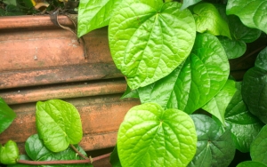 Daun Sirih untuk Menyembuhkan Mimisan, Mitos atau Fakta?