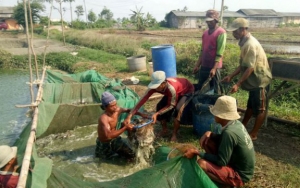 Beri Makan Lele Lewat Aplikasi, Peternak Ini Raih Penghasilan Hingga Rp 100 Juta