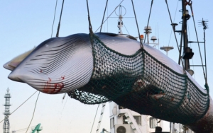 Keluar dari IWC, Jepang Kembali Legalkan Perburuan Ikan Paus