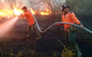 Ancaman El Nino Awal Tahun, Pemerintah Antisipasi Kebakaran Hutan