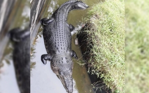 Seekor Buaya Peliharaan 600 Kg Makan Orang di Sulut, Polisi Cari Pemilik