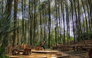 Tak Hanya di Mangunan, Ini 7 Wisata Hutan Pinus Kekinian yang Ada di Indonesia