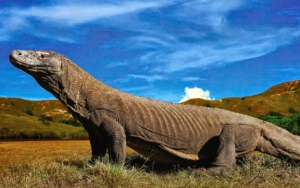 Ditentang Sejumlah Pihak, Gubernur NTT Akan Tutup Taman Nasional Komodo