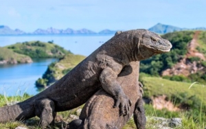 Berdampak Buruk Bagi Pariwisata Indonesia, Pengamat Minta Alternatif Lain Wacana Penutupan TN Komodo