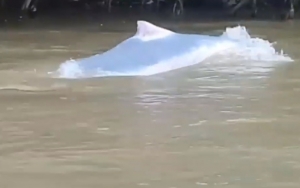 Viral di Medsos, Lumba-Lumba Putih yang Muncul di Sungai Kualuh Sumatera Utara Dikabarkan Mati