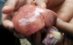 Saksi Mata Jelaskan Soal Foto Viral Hati Ayam Bertuliskan Angka-Angka Misterius