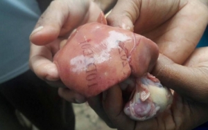 Cerita Pendeta di NTT Sempat Panik dan Ponsel 'Hang' Potret Hati Ayam Bertuliskan Angka Misterius