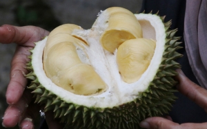 Sederet Tips Aman Makan Durian Agar Tidak Mabuk, Yuk Cobain!