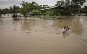 1.594 Hektare Sawah Terendam, BPBD Bojonegoro Taksir Kerugian Banjir Bengawan Solo Capai Rp 1 Miliar