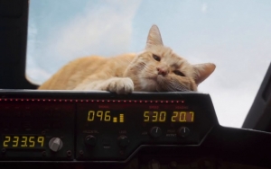 Tagar #GooseTheCat Jadi Viral, Para Netizen Mengaku Takut Pada Kucing Usai Tonton 'Captain Marvel'