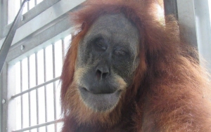 Orang Utan di Aceh Bernama Hope Alami Penyiksaan Parah, 74 Peluru Bersarang Bikin Miris