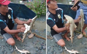 Warga Heboh Ada Ikan Hiu 'Nyasar' di Gunung Usai Banjir Bandang Sentani, LIPI Beri Penjelasan