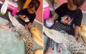 Tak Biasa, Gadis Kecil Ini Hebohkan Warganet dengan Aksi Santai Membedaki Buaya Kesayangan