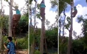 Viral Nenek-Nenek Ini Bak Spiderman Lincah Panjat Pohon Tanpa Bantuan Pengaman 
