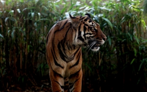 Kisah Ngeri Tim Patroli Terperangkap Bersama Harimau Hingga Hampir Diterkam di Hutan Riau