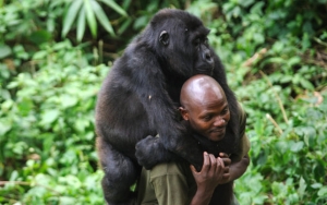 Viral 2 Gorila Pose Genit dan Selfie Bareng Penjaga di Kongo, Netter Banjiri Donasi