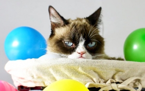 'Grumpy Cat' Si Kucing Berwajah Galak Bintang Internet Mati Karena Sakit Komplikasi