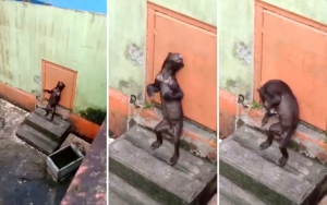 Viral Video Kondisi Mengenaskan Beruang Madu di Kebun Binatang Singkawang, BKSAD Lakukan Penindakan