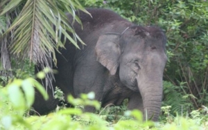 Masuk Kebun Sawit Milik Warga, Gajah Liar di Riau Bakal Dipasangi Kalung GPS Guna Hindari Konflik