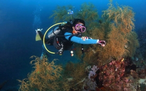 Hobi Menyelam? Intip 8 Rekomendasi Wisata Diving Di Indonesia, Enggak Kalah Sama Punya Luar Negeri!