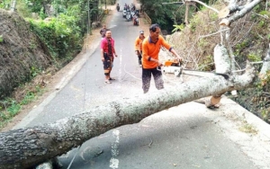 Pohon Beringin Tumbang Akibat Cuaca Buruk, 4 Korban Terluka