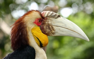Viral Pria Tembak Burung Langka yang Dilindungi, KLHK: Kami Akan Tindak Tegas 