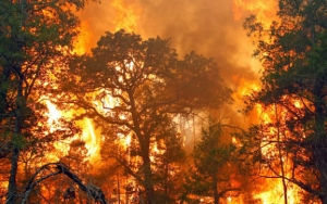  Bukan Faktor Alam, BNPB Sebut Kebakaran Hutan Ternyata Sebagian Besar Karena Ulah Manusia
