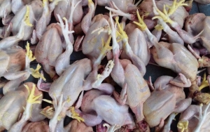 Peternak di Yogyakarta Bagikan 5.800 Ekor Ayam Gratis Untuk Protes Harga Anjlok