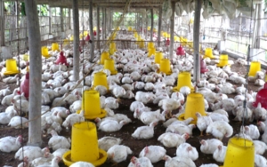 Imbas Harga Anjlok, Peternak di Blitar Nekat Jual Ayam Hidup Hanya Rp 25.000/3 Kg