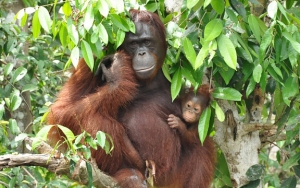 Pengelola Kebun Binatang Surabaya Bantah Keras Video Viral Keeper Pukuli Orangutan