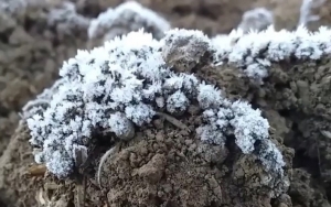 Dianggap Momok Bagi Petani, Fenomena Embun Salju Dieng Justru Jadi Magnet Bagi Wisatawan