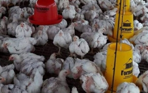  Harga Ayam Anjlok Disinyalir Karena Monopoli Segelintir Perusahaan