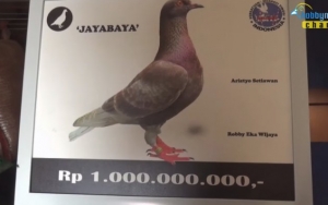 Seekor Burung Merpati Asal Bandung Laku Terjual Rp 1 Miliar, Netter Takjub Hingga Tak Habis Pikir