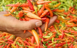 Harga Masih Tak Stabil, Cabai Rawit di Purwakarta Tembus Rp 60 Ribu per Kg