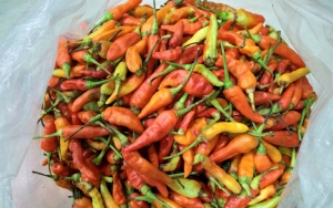 Tembus Rp 62 Ribu/Kg, Harga Cabai Terus Melangit Akibat Suplai Terbatas