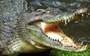 Seekor Buaya 'Nongkrong' di Atap Rumah Warga Malang Hingga Gentingnya Rontok, Kok Bisa?