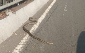 Ular Piton 2,5 Meter Berkeliaran di Tol Slipi, Warganet Justru Tanyakan Kartu E-toll