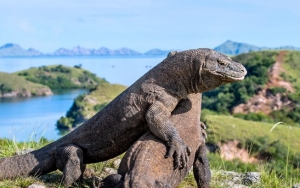 Dinas Pariwisata NTT Pastikan Bakal Tutup Pulau Komodo Pada 2020 