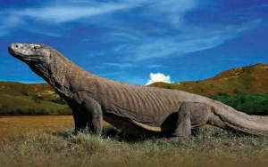 Penutupan Pulau Komodo Disebut Ganggu Perekonomian, Warga 'Geruduk' DPRD Manggarai Barat
