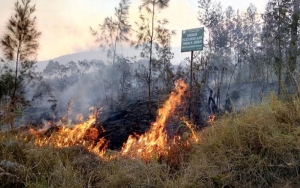  Tak Ada Korban Jiwa, Jalur Pendakian Gunung Arjuno Ditutup Usai Kebakaran