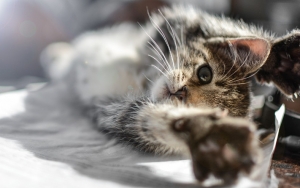Terungkap, Pria Yang Makan Kucing Hidup-Hidup di Kemayoran Bertujuan Takuti Pedagang